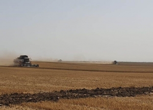 Ставропольские аграрии перешагнули экватор по уборке зерновых