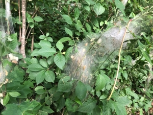 В лесах Железноводска нашли опасное насекомое