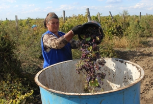 На Ставрополье продолжается сбор технических и столовых сортов винограда
