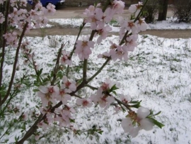 На Ставрополье после майского тепла придут заморозки