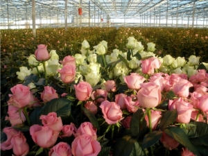 В разведении роз Ставрополье сможет «утереть нос» Голландии