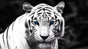 В зоопарк Ставрополя из Анапы пожаловал голубоглазый новосел - тигр Хасан