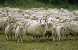 В Грачевском районе автоледи на КИА столкнулась с отарой овец