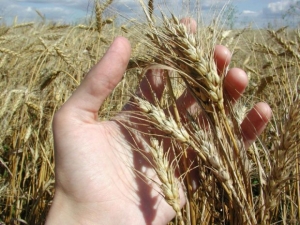 Ставропольское зерно отправилось на экспорт
