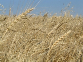 На Ставрополье поймали пшеничных воров