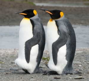 Пингвинов нетрадиционной ориентации выселили из Берлинского зоопарка