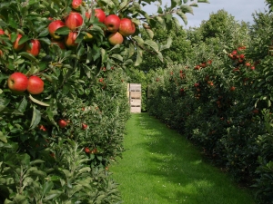 В Труновском районе Ставрополья собрали большой урожай яблок