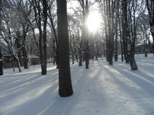 Черный лес на окраине Ставрополя стал Центральным парком