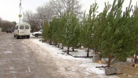 В Пятигорске продолжаются рейды по пресечению несанкционированной торговли елками
