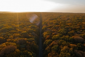 На улицах и в лесах Ставрополя высадят две тысячи деревьев