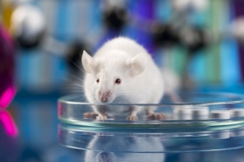 У однополой пары лабораторных мышей появилось потомство