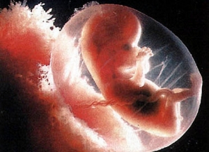 В Нидерландах начнут выращивать человеческие эмбрионы