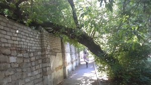 Тщательный мониторинг старых деревьев пройдет во всех районах Ставрополя