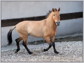 Лошади Пржевальского оказались …не совсем лошадьми