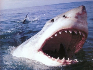 В Калифорнии из-за нападения на серфингиста белой акулы закрыли пляжи