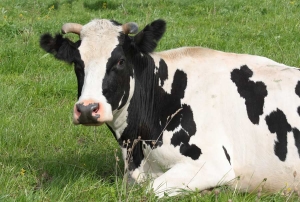 Житель Левокумского района продавал бруцеллезных коров