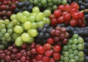 На Ставрополье завершилась уборка винограда