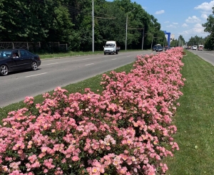 В Ставрополе увеличат площадь розария на улице Доваторцев