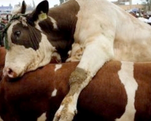 На Ставрополье из Канады прибыли элитные быки-производители