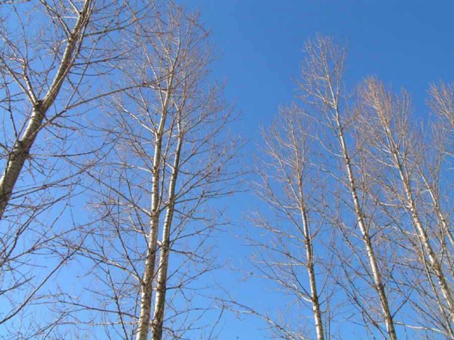 Осина без листьев. Тополь дрожащий (Populus tremia). Камчатка ольха Чозения тополя. Осина дерево. Осина зимой.