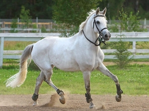 В Ставрополе в продажу поступила редкая лошадь за миллион рублей
