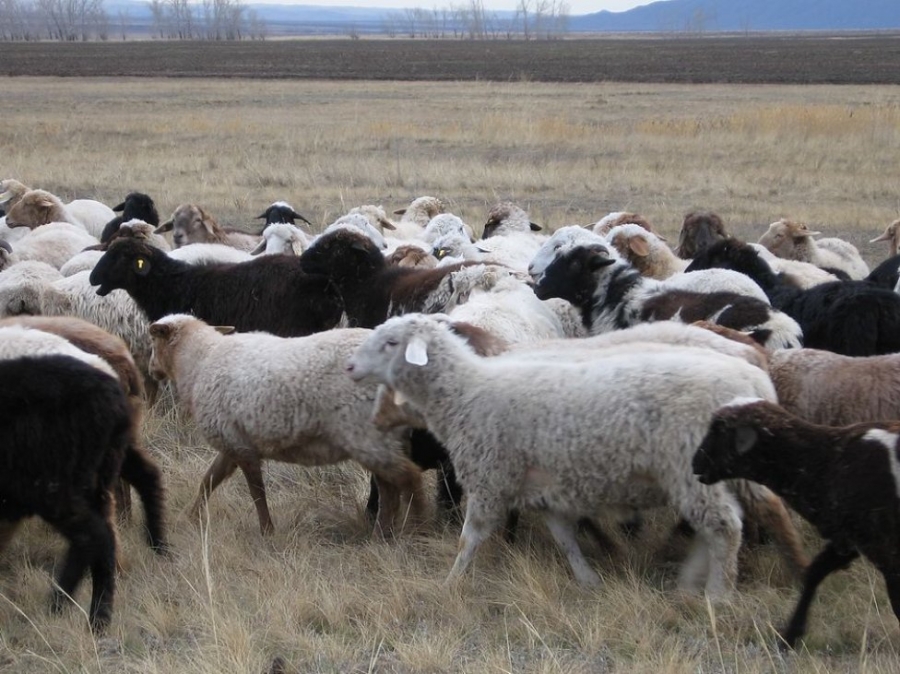 На Ставрополье работник украл у фермера стадо овец и коз