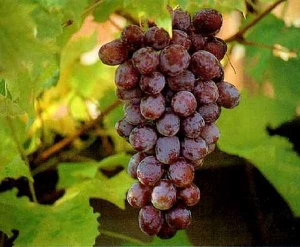 Горбачев признал ошибкой вырубку виноградников на Ставрополье, Кубани, в Крыму