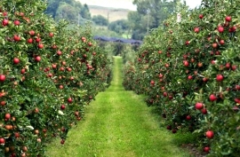 Ставрополье превратится в край яблоневых садов