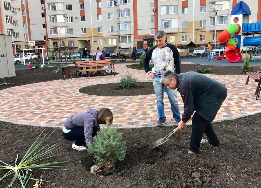 В Ставрополе посадили будущую новогоднюю красавицу