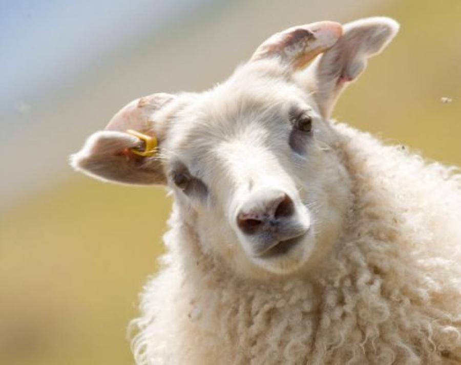 На Ставрополье арестовали 500 овец