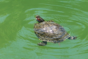 В Железноводске отдыхающие из Нижнего Тагила заметили гигантскую черепаху