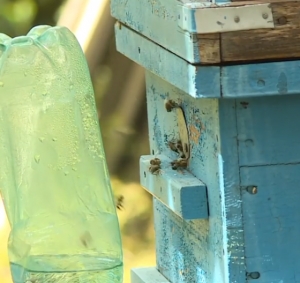 На Ставрополье внедряют методику оздоровления пчелами