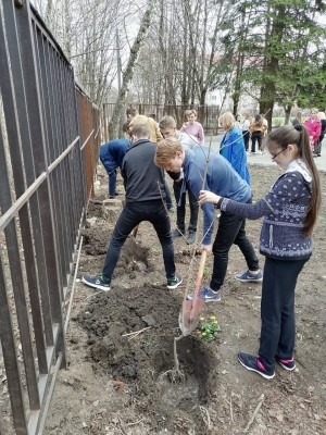 В ставропольских школах высадили сотни «космических» кленов