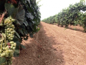 Виноградари в Нефтекумском районе успешно нарастили производство