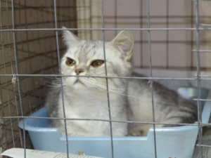 Полицейские навестили бездомных животных в приюте «Лучший друг» Ставрополя