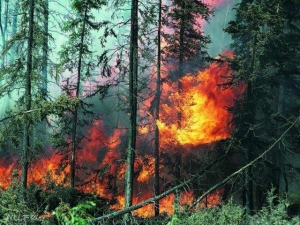 Парламентарии Ставрополья обсудили готовность края к лесным пожарам
