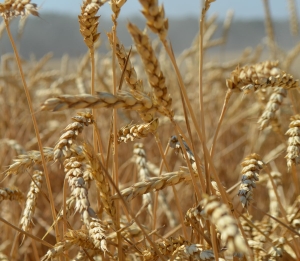 Сельхозпроизводители Северной Осетии увеличили объём продукции на 12% в 2022 году