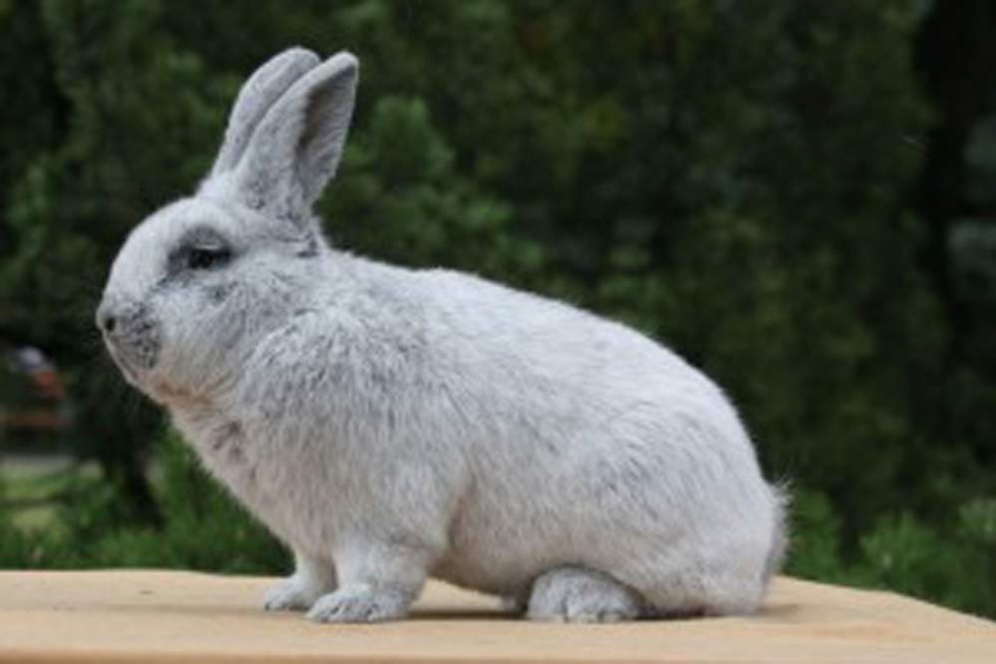 Житель Ставрополья украл «серебряных» кроликов и съел их