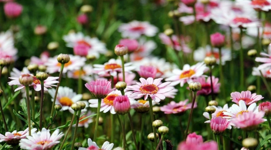 Около 600 тысяч цветов высадили ставропольские озеленители в 2020 году