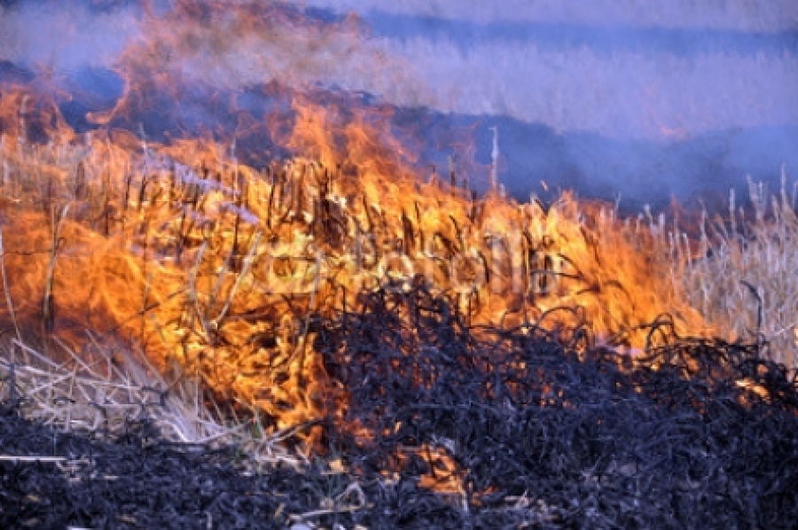 На Ставрополье сельхозпредприятие рублем ответит за уничтоженную огнем стерню