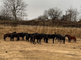 В Кисловодске за три месяца арестовали два табуна лошадей и стадо коров