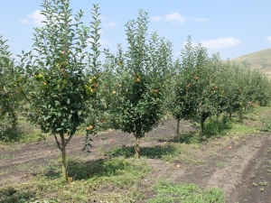 В садах Предгорья растут яблоневые, грушевые, сливовые, черешневые и вишневые деревья