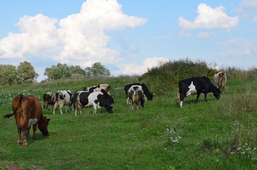 Коровы нарушили государственную границу между Россией и Украиной