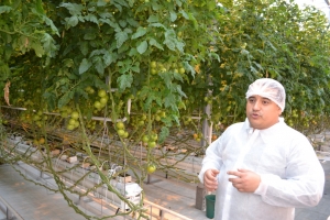 Агроном из Эквадора повысил урожайность томатов в ставропольской теплице