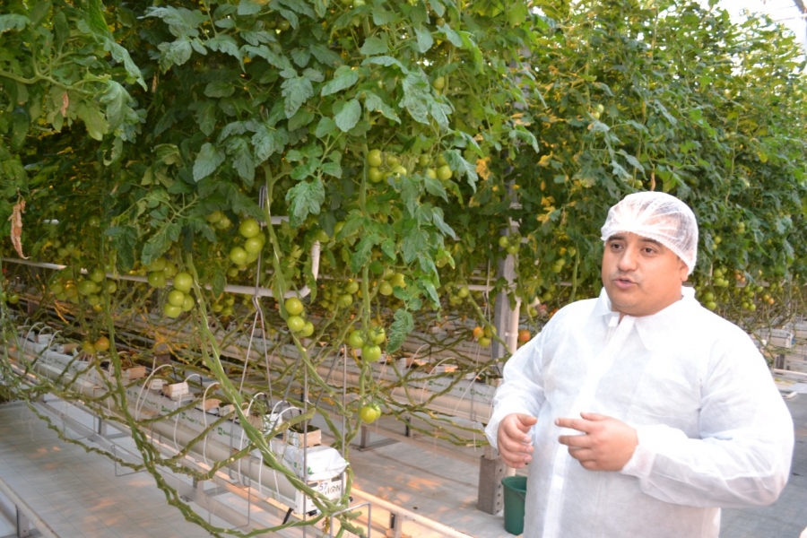Агроном из Эквадора повысил урожайность томатов в ставропольской теплице