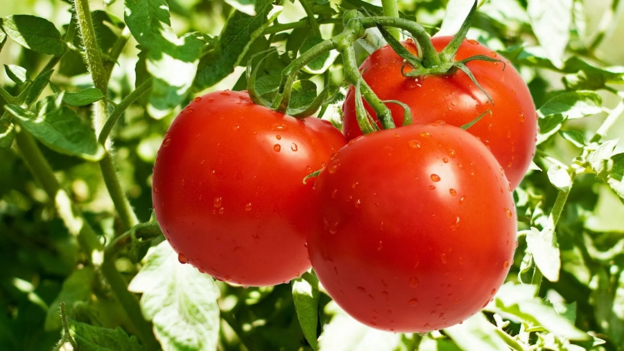 Почти полтонны томатов было ликвидировано на Ставрополье