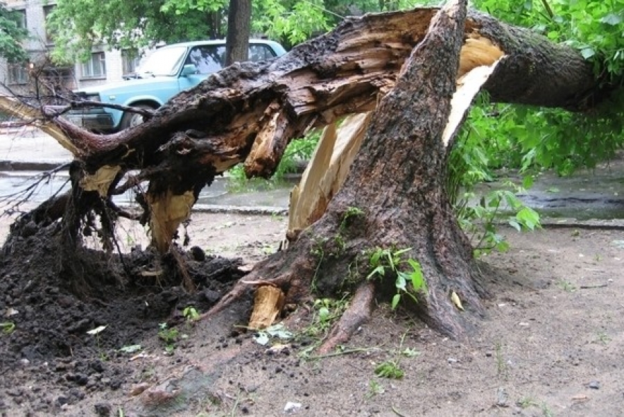 В Ставрополе в прошлом году почти полтысячи деревьев могли натворить бед