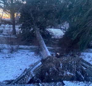 В Железноводске ветер повалил более 20 деревьев, из них 13 - голубые ели