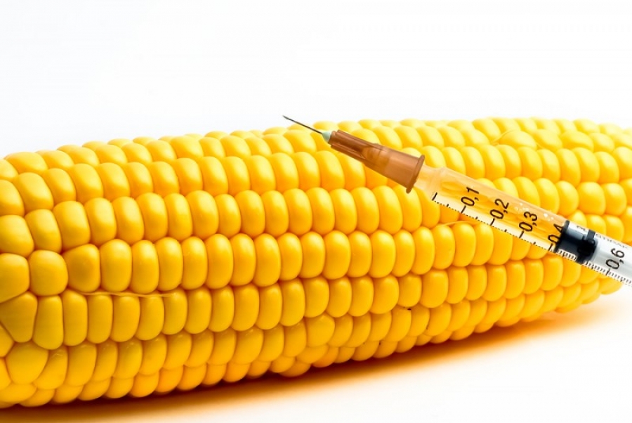 Итальянские ученые назвали ГМ-кукурузу полезной для здоровья