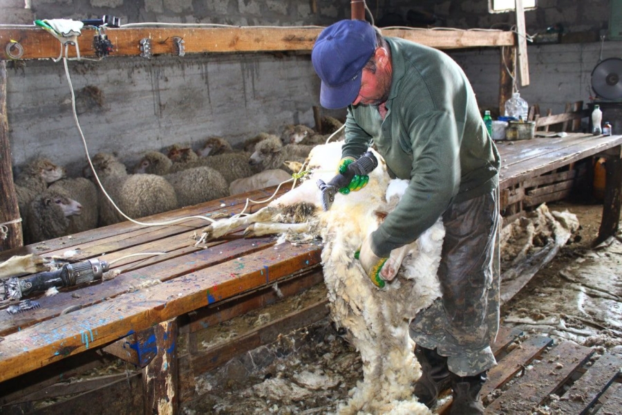 Около 1,2 млн голов овец на Ставрополье будут острижены в 2022 году